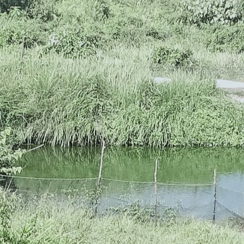 IMG_20191119_163949 Warga SAD Manfaatkan Kolam ikan Bantuan Pemkab Bungo