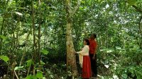 GBBBBB1 Seorang Wanita Di Bungo Akhiri Hidupnya di Pohon Karet