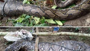 IMG_20200804_171746 Ini Yang Ditelan Ular Sanca Berukuran 7 Meter Saat Ditemukan Oleh Warga