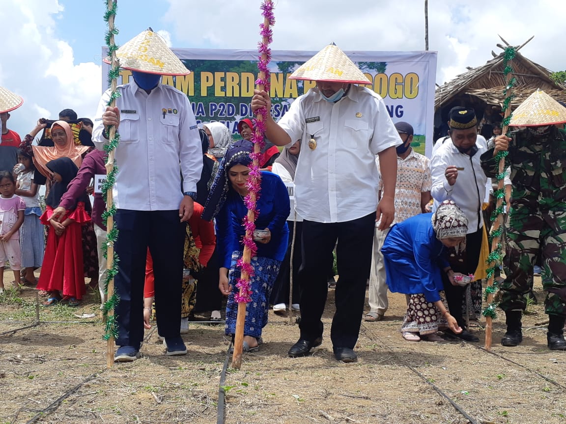 Wakil Bupati Sarolangun Hadiri Penanaman Perdana Padi Gogo