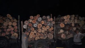 IMG-20210227-WA0025 38 Kubik Kayu Tertahan di Jalan Lingkar Barat Kota Jambi