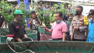 bupati-merangin H. Al Haris: Pembudidaya Ikan Lele Dengan Bioflok Mendapat Keuntungan Ganda