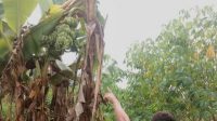 pisang unik