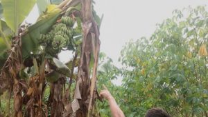 pisang-unik Nang Lakoni: Saya Juga Kaget Melihat Keunikan Pisang Itu