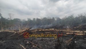 karhutla-jaluko Lahan di Jaluko Terbakar, Polisi Amankan Pria Lansia
