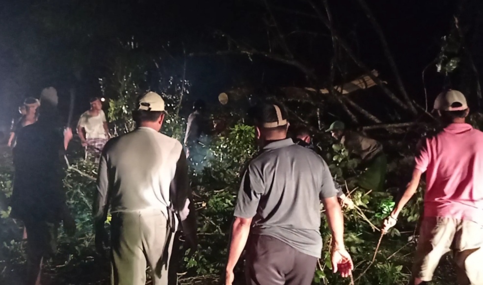 Hujan Disertai Angin Kencang Mengakibatkan Pohon Tumbang