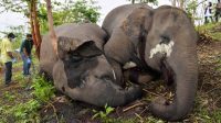 18-gajah-liar-tersambar-petir Delapan Belas Gajah Liar Diduga Mati Tersambar Petir