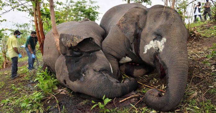 Delapan Belas Gajah Liar Diduga Mati Tersambar Petir