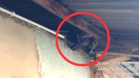 Ngeri! Ada Ular Diatap Rumah Warga