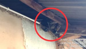 WhatsApp Image 2021-05-26 at 14.03.00 Ngeri! Ada Ular Diatap Rumah Warga