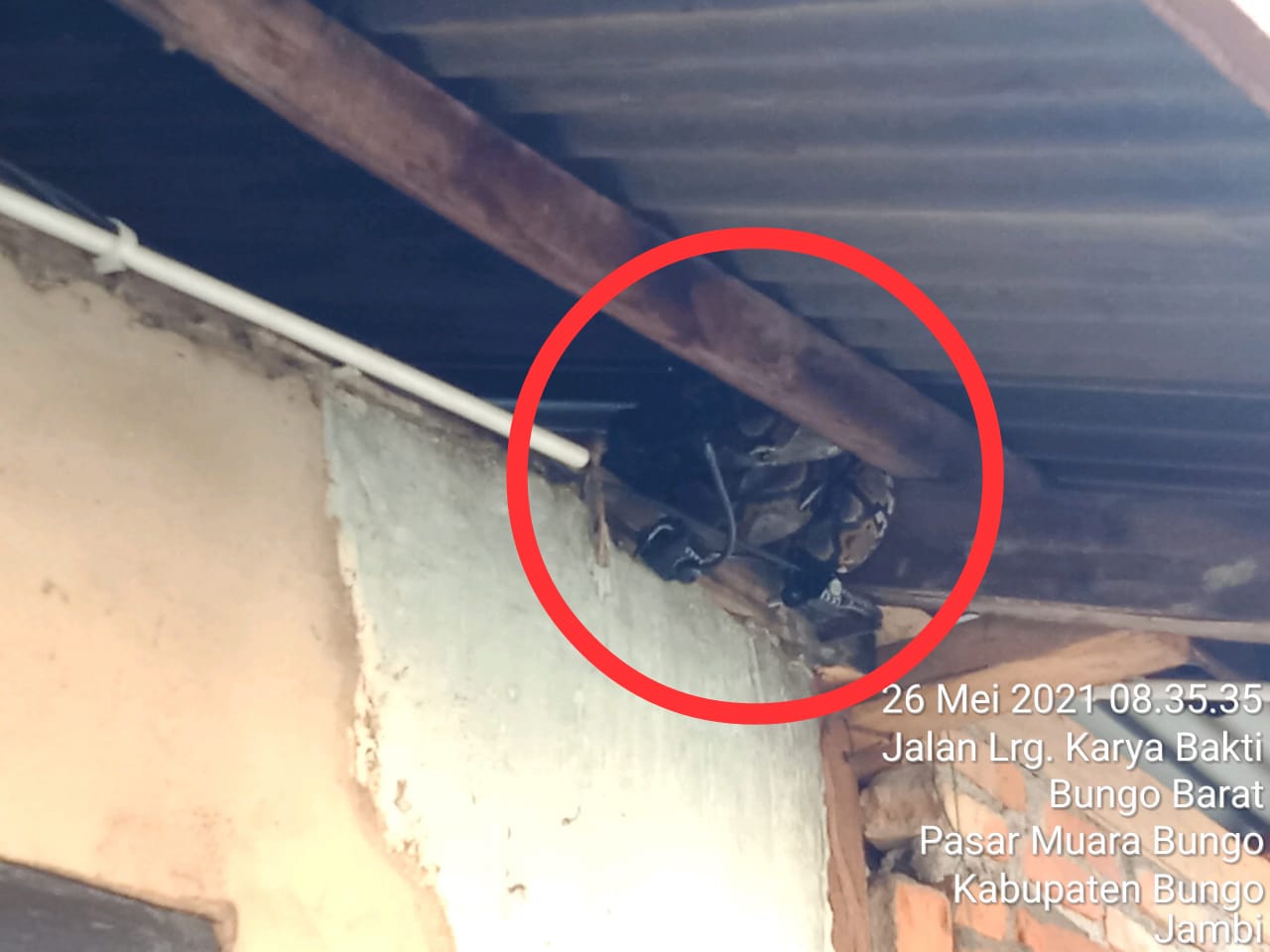 Ngeri! Ada Ular Diatap Rumah Warga