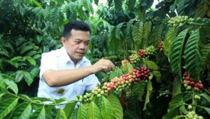 bupati-alharis Bupati: Kopi Robusta Merangin Telah Miliki Sertifikat IG