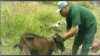 KLAIM KETERSEDIAAN HEWAN QURBAN AMAN.mp4_snapshot_01.39.990 Jelang Idul Adha, Bunaken Tebo Klaim Stok Hewan Qurban Aman