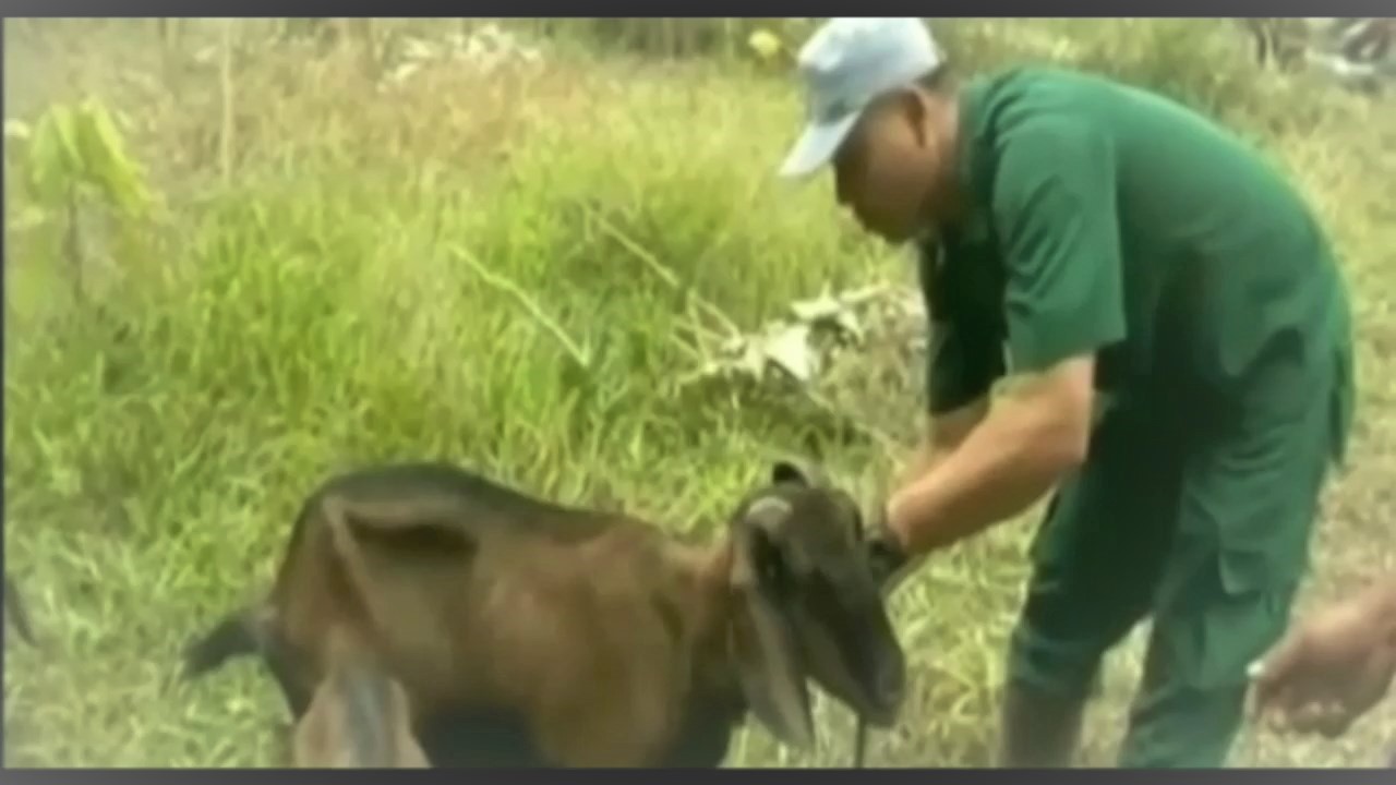 KLAIM KETERSEDIAAN HEWAN QURBAN AMAN.mp4 snapshot 01.39.990