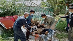 IMG-20210727-WA0002 Beruang Madu Resahkan Warga Limbur Berhasil Ditangkap
