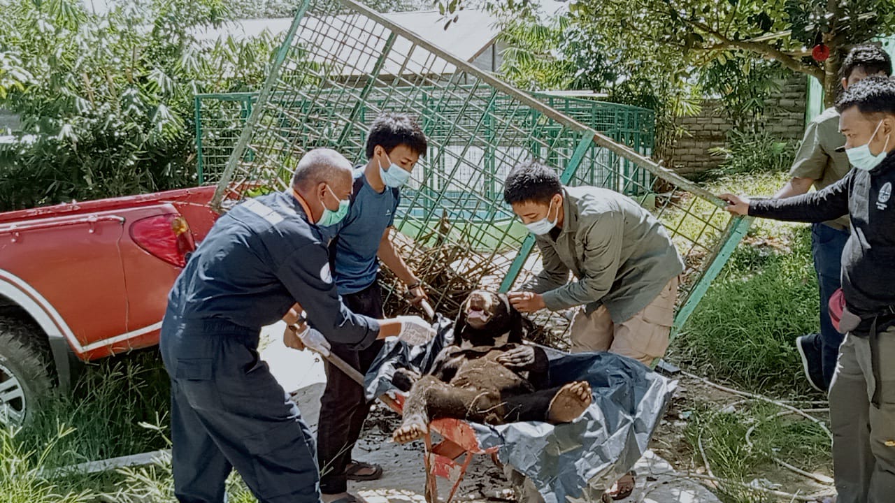 IMG-20210727-WA0002 Beruang Madu Resahkan Warga Limbur Berhasil Ditangkap