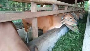 VID 20210701 WA0032.mp4 snapshot 02.18.138