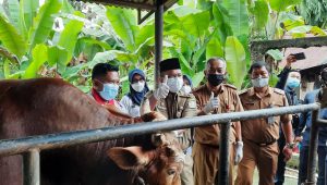 lampukuning_id-sapi-kurban Jarot Sapi Presiden Jokowi Akan Disembelih di Aurduri
