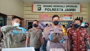 lampukuning_id_satwa-dilindungi Menyimpan Satwa Dilindungi, Seorang Pria Diamankan Polresta Jambi