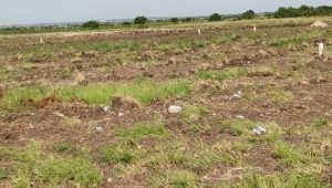 Lahan Tidur di Kota Jambi Capai 80 Hektare,  20 Persen Lahan Pertanian Beralih Fungsi Tiap Tahunnya