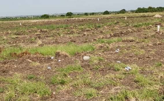 Lahan Tidur di Kota Jambi Capai 80 Hektare,  20 Persen Lahan Pertanian Beralih Fungsi Tiap Tahunnya