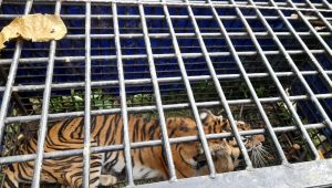 foto-harimau-masuk-perangkap Harimau yang Diduga Menyerang Warga di Merangin Masuk Perangkap