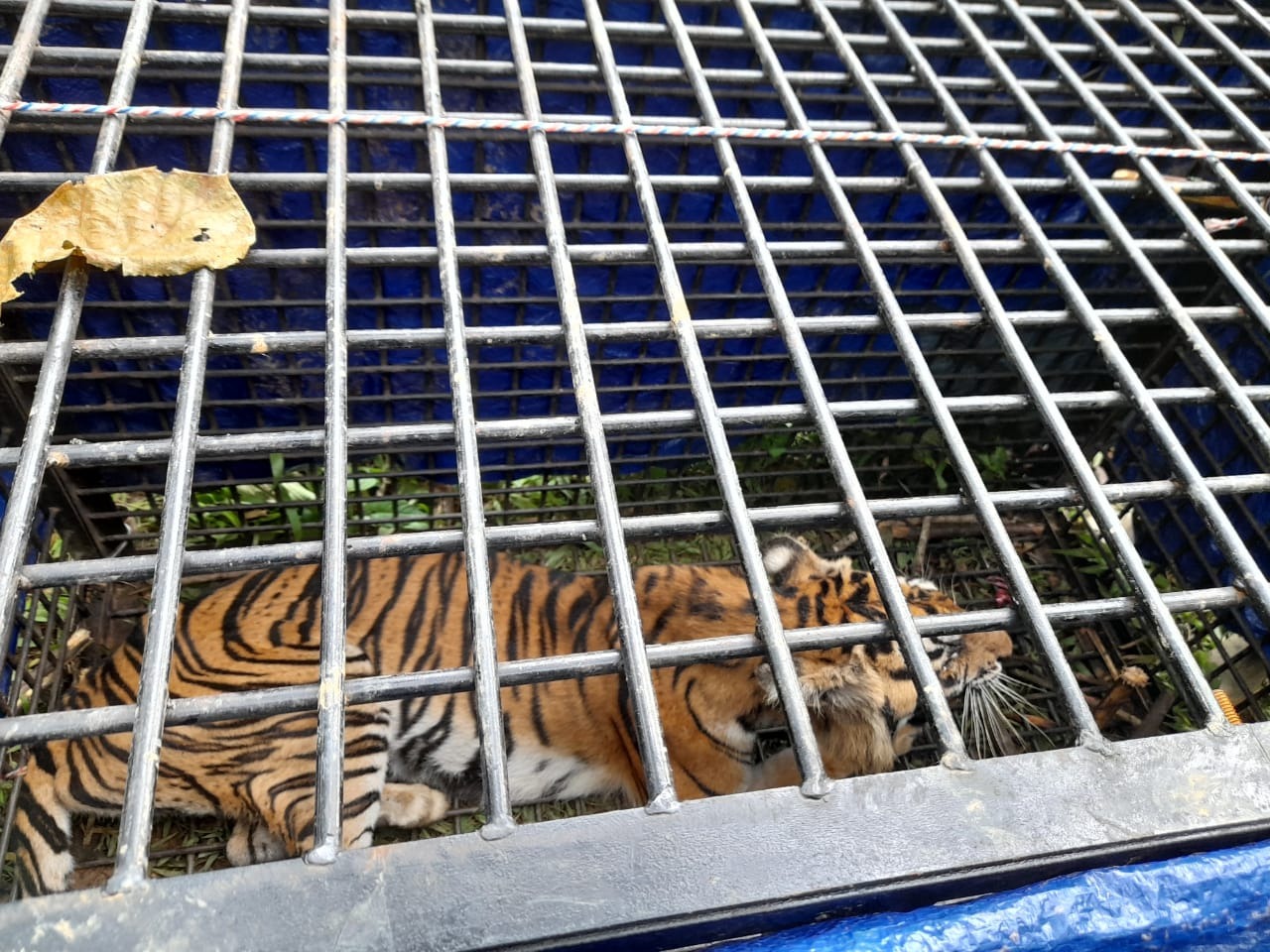 foto harimau masuk perangkap