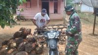 foto-satgas-tmmd-bantu-orang-tua-asuh Satgas TMMD Bantu Bapak Asuh Bongkar Muat Sawit