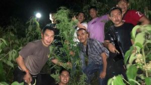 foto-tim-satresnarkoba-polres-kerinci Tim Satresnarkoba Polres Kerinci Temukan Ladang Ganja 1 Hektare