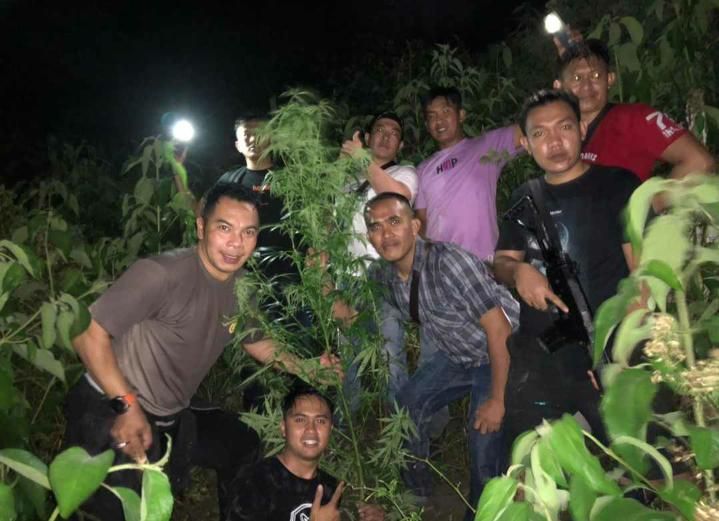 Tim Satresnarkoba Polres Kerinci Temukan Ladang Ganja 1 Hektare