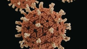 foto-virus-ilustrasi Update Corona Indonesia Per 4 Oktober 2021 : Penambahan 922 Kasus