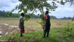 foto-babinsa-koramil Babinsa Koramil 05 Muara Tebo Tinjau Lahan Sawah Tadah Hujan