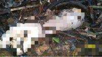 Penemuan Mayat di Tebo dengan Kondisi Tubuh Tidak Utuh Lagi
