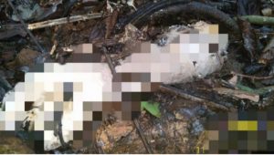 foto-potongan-tubuh Penemuan Mayat di Tebo dengan Kondisi Tubuh Tidak Utuh Lagi