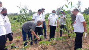 foto-bupati-tinjau-lahan-porang Bupati Bungo Tinjau Bakal Lokasi Tanam Perdana Porang Oleh Gubernur di Babeko