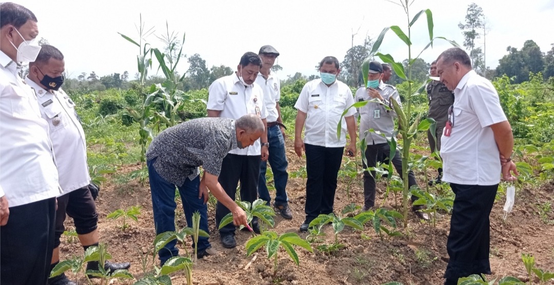 foto bupati tinjau lahan porang