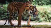 foto harimau