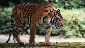 foto harimau