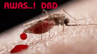 foto ilustrasi dbd
