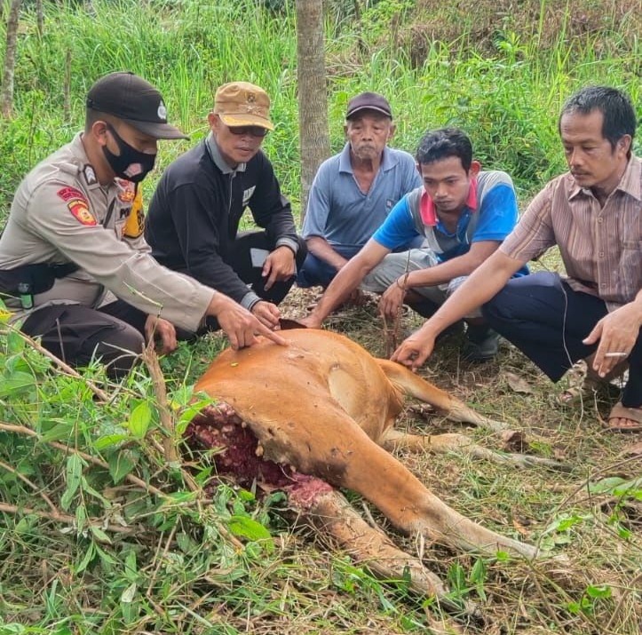 foto harimau