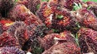 foto-sawit Petani Sawit Minta Penyetaraan Harga TBS