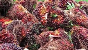 foto-sawit Petani Sawit Minta Penyetaraan Harga TBS