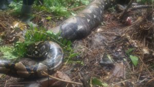 foto ular piton pemangsa korban