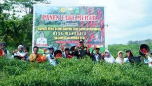 foto-pj-bupati-tebo-aspan Pj Bupati Tebo H. Aspan Panen Cabai Merah Bersama Masyarakat Wanareja