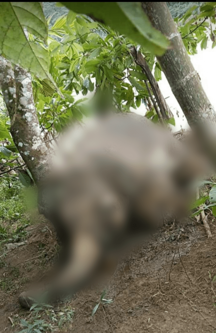 foto seekor gajah mati di uluan tabir merangin