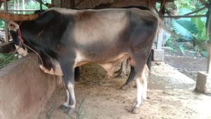 IMG-20240521-WA0017 Jelang Idul Adha 1445 Hijriah, Disbunak Tanjabbarat Pastikan Stok Hewan Qurban Aman.