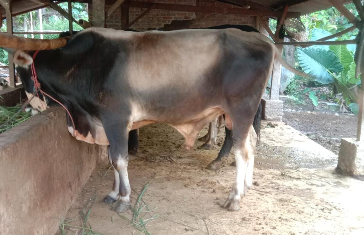 Jelang Idul Adha 1445 Hijriah, Disbunak Tanjabbarat Pastikan Stok Hewan Qurban Aman.
