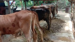 IMG-20240615-WA0010 Nyambut Hari Raya Idul Adha, Pemkab Tanjabbar Akan Sembelih Sapi dan Kambing Kurban, Segini Jumlahnya