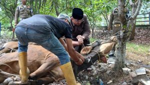 IMG-20240617-WA0026 77 Ekor Hewan Qurban di Siapkan Pemkab Tanjabbar, Bupati Berikan Apresiasi