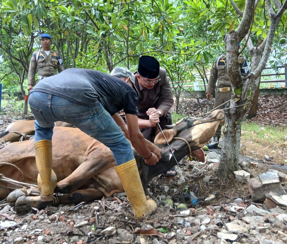 77 Ekor Hewan Qurban di Siapkan Pemkab Tanjabbar, Bupati Berikan Apresiasi